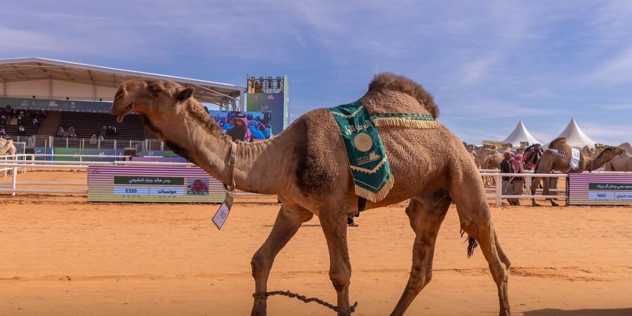 الإعلان
      عن
      الأول
      في
      فردي
      دق
      العقدان
      “صفر”
      وشوط
      شلفا
      ولي
      العهد
      “شقح”
      بمهرجان
      الإبل