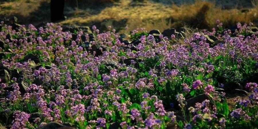 النباتات الطبية.. المساحات لجازان والإنتاج للمدينة