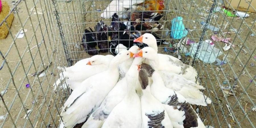 ضبط 94 حيوانا أليفا بحوزة باعة متجولين غير نظاميين