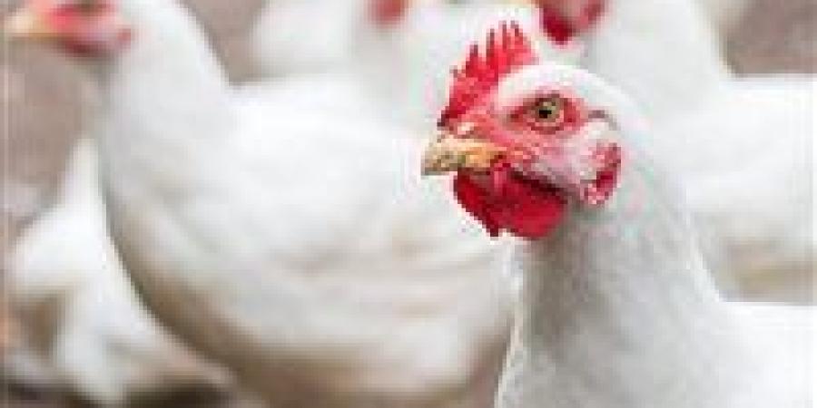 مفاجأة أسعار الدواجن والبيض والكتاكيت بالأسواق المصرية غدا الأربعاء