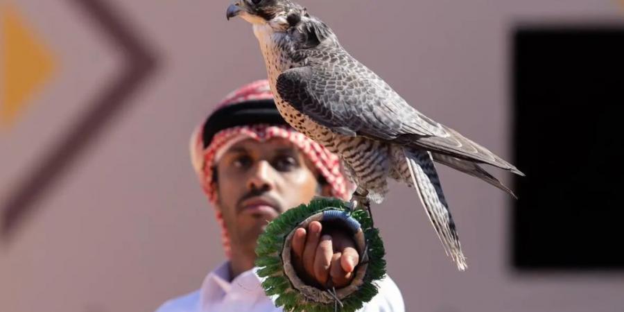 المحترفون المحليون يتنافسون على 12 كأسًا بمهرجان الملك عبدالعزيز للصقور 2025