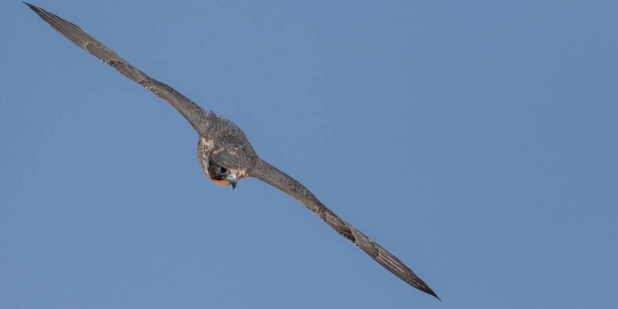 160 صقرًا للملاك المحليين تتنافس على 12 كأسًا بمهرجان الملك عبدالعزيز للصقور 2025