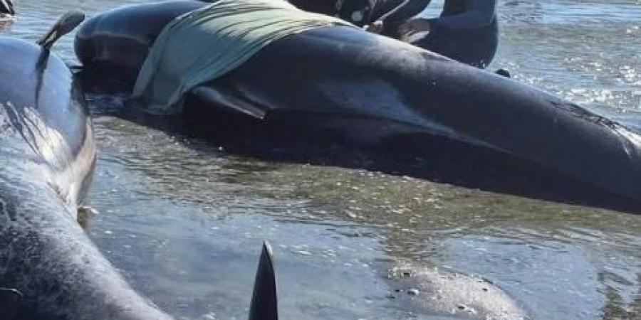 جنوح حيتان على شاطئ في نيوزيلندا