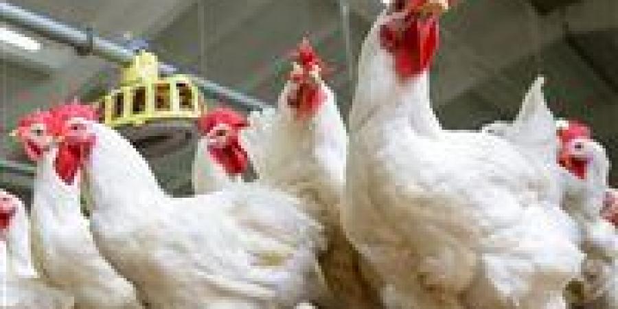 هبوط كبير في أسعار الدواجن والبيض اليوم الأربعاء
