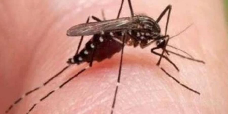 بعوضة تثير الذعر فى الولايات المتحدة بعد ارتفاع إصابات حمى تكسير العظام