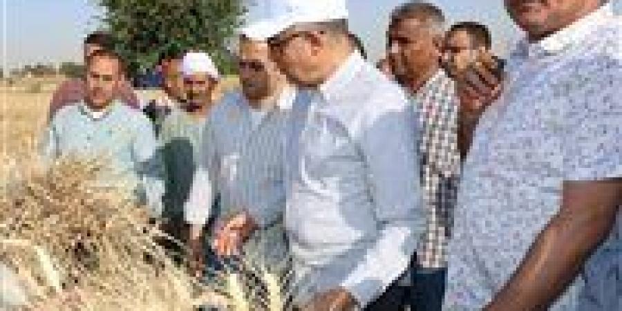 في طفرة غير مسبوقة .. زراعة 232 ألف فدان قمح في المنيا والمحافظ : نمو ملحوظ يتجاوز المستهدف
