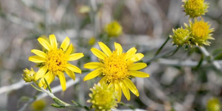 العرفج... رمزية وطنية تجسد وحدة أهل الكويت في وجه العدوان الآثم