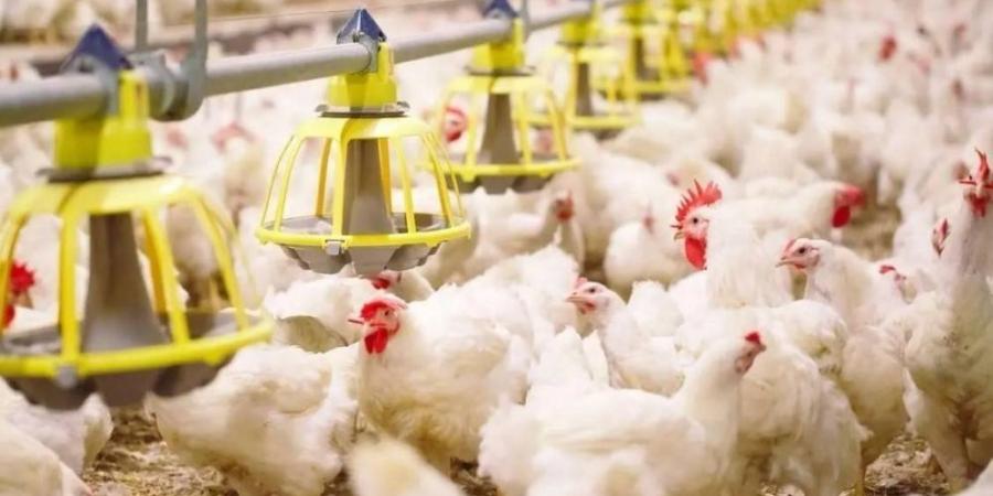 البيئة تؤكد وفرة منتجات الدواجن في الأسواق المحلية