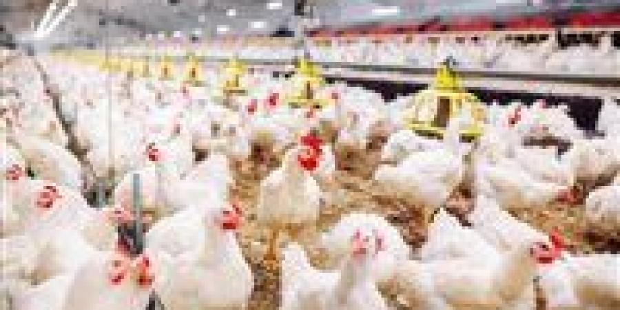 استقرار
      أسعار
      الدواجن
      اليوم
      في
      مصر
      وتحذيرات
      من
      تراجع
      الأسعار
      الكبير