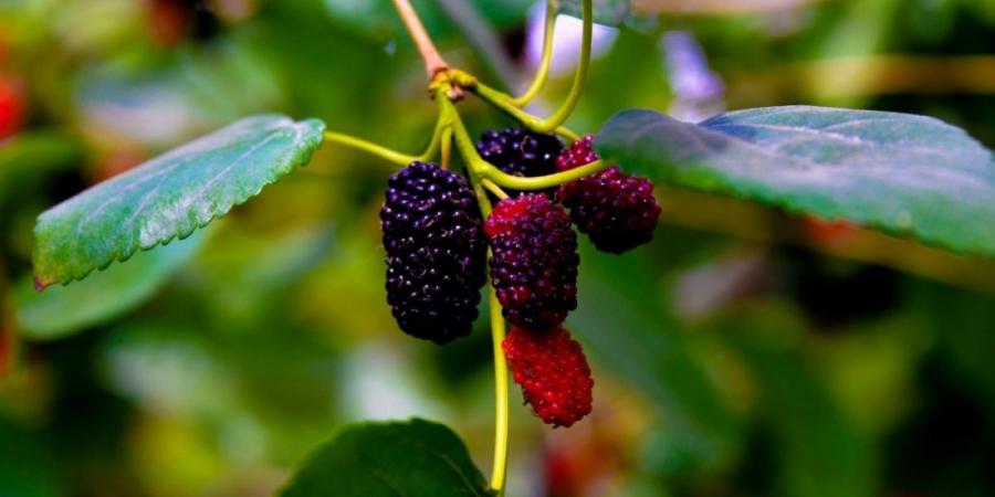 «التوت الحساوي» 
محصول زراعي موسمي وقيمة غذائية واقتصادية