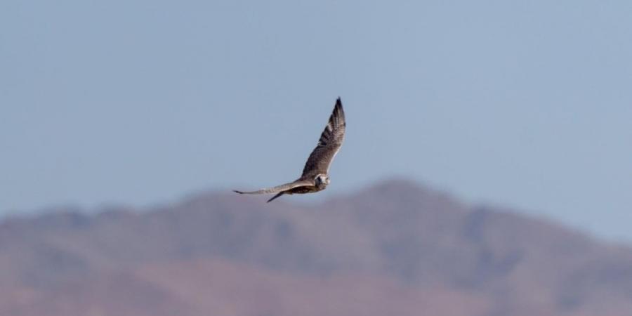 برنامج «هدد» 
يطلق الدفعة الأخيرة من الصقور لعام 2026