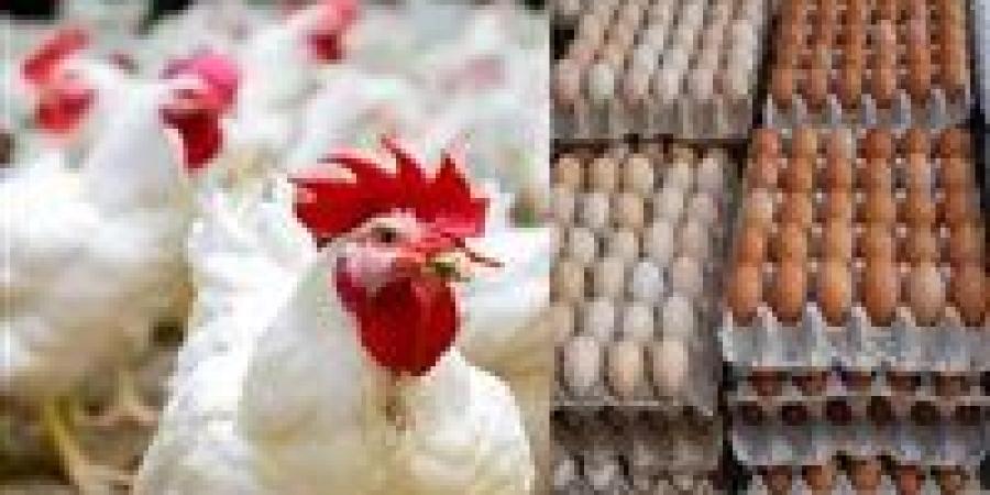 تراجع
      مفاجئ
      ينعش
      الأسواق..
      ماذا
      وراء
      هبوط
      أسعار
      الفراخ
      اليوم
      في
      مصر؟