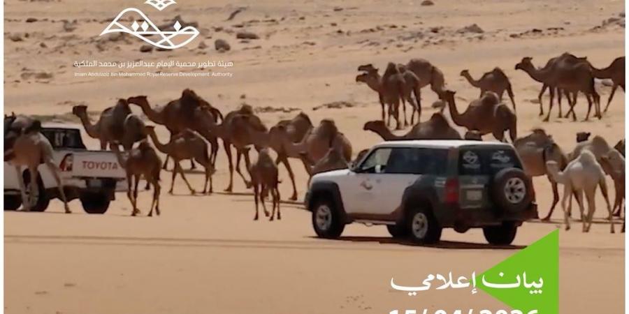 محمية الإمام عبدالعزيز بن محمد الملكية: منع الرعي دون تصاريح وتطبيق العقوبات على المخالفين