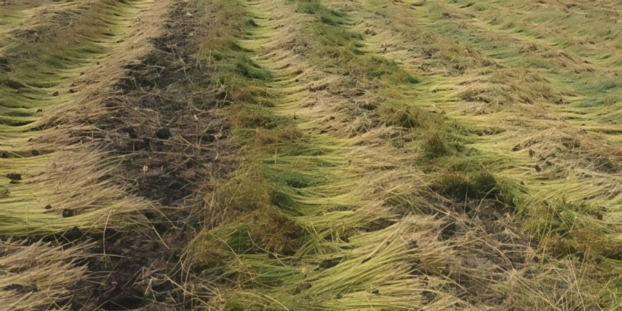 محصول مربح للفلاح .. بدء موسم حصاد الكتان بغيطان الشرقية