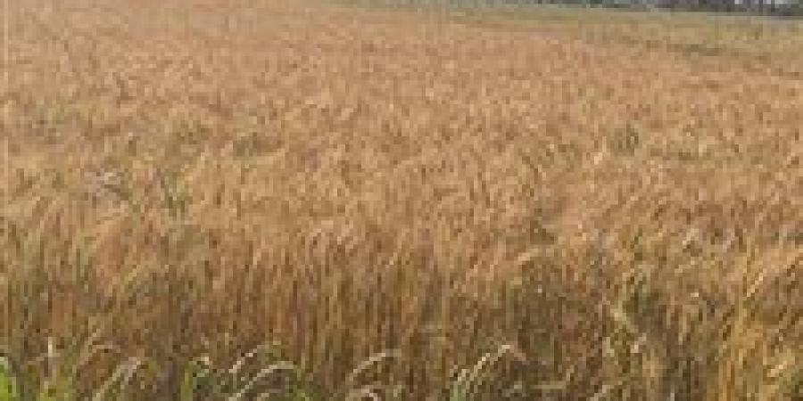 في
      أول
      أيام
      التوريد
      ..
      صوامع
      وشون
      الشرقية
      تستقبل
      ٤٦٧
      طن
      ٦٩٠
      كيلو
      قمح
      محلي