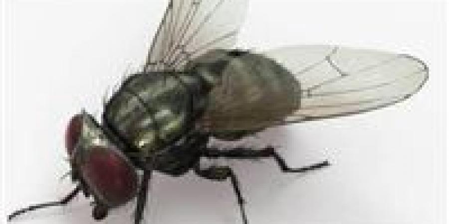 “غزو
      صيفي
      ”
      لماذا
      يملأ
      الذباب
      منزلك
      ؟
      الأسباب
      الخفيفة
      وطرق
      الوقاية