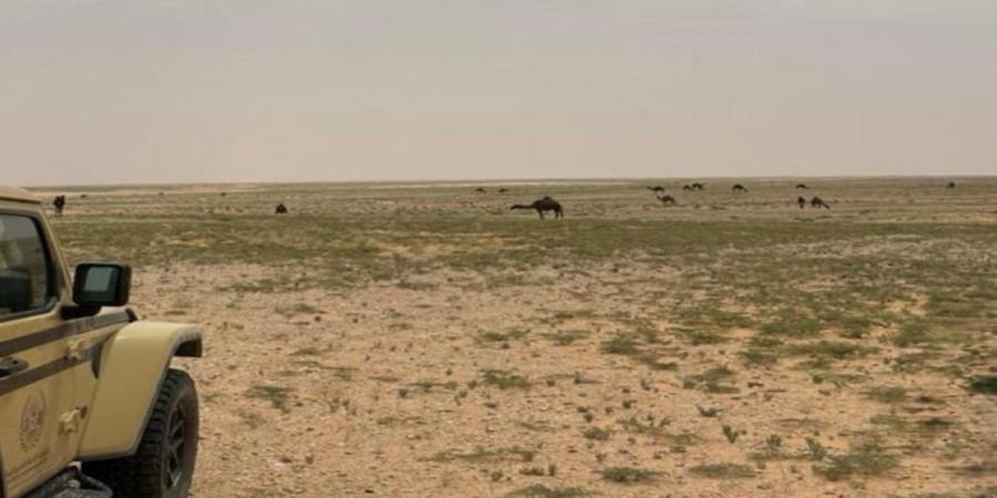 الأمن البيئي يضبط مخالفين لإشعال النار والرعي في محميات طبيعية