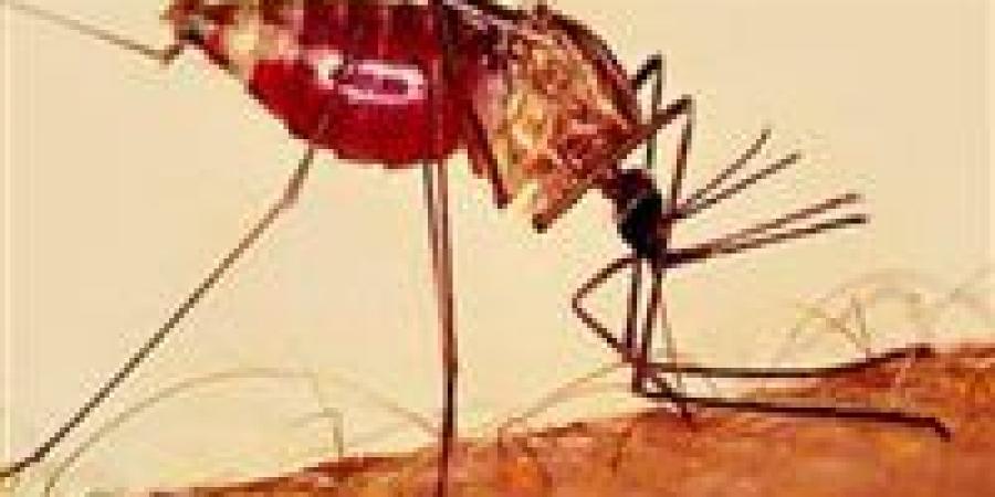 إنجاز
      للعام
      الثاني..
      مصر
      خالية
      من
      الملاريا
      وتحاليل
      الربع
      الأول
      تؤكد
      النتائج