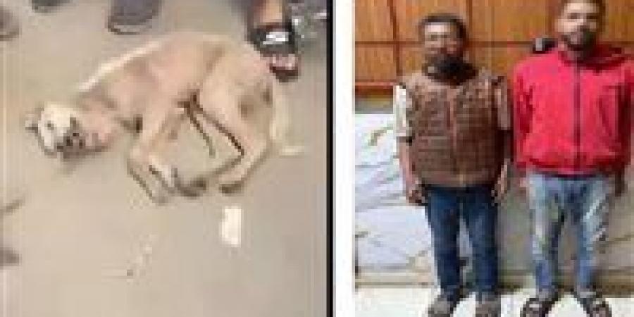 خوفا
      من
      مرضه..
      القبض
      على
      شقيقين
      تعديا
      على
      كلب
      حتى
      نفوقه
      بالشرقية