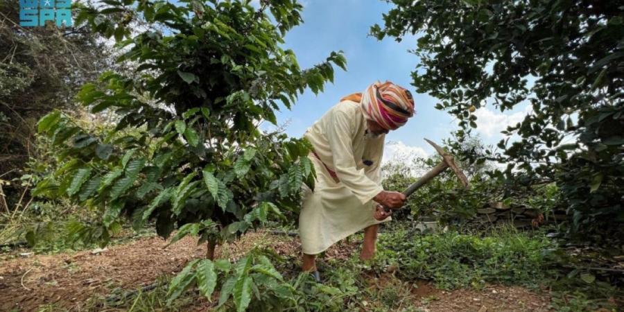 محصول البن في عسير يتجاوز 82 ألف كيلو ويتوسع زراعيا