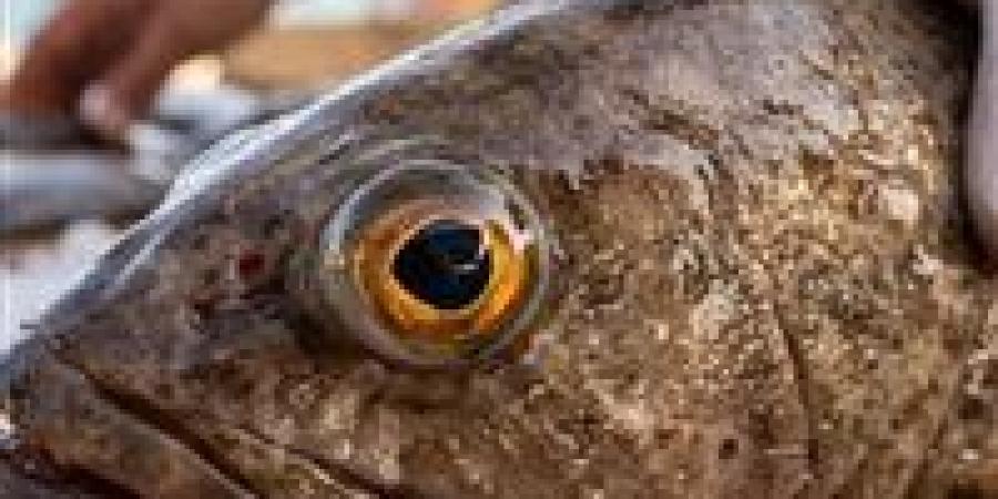 "أكتشفي
      الطازج
      من
      الفاسد
      "..
      5
      علامات
      ذهبية
      دليلك
      لاكلة
      سمك
      شهية