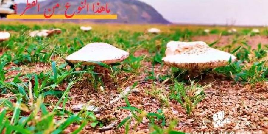 المركز الوطني للغطاء النباتي يحذر من فطر سام في الرس