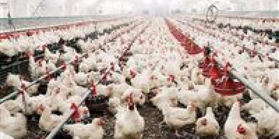 اتحاد
      منتجي
      الدواجن:
      مصر
      تبدأ
      تصدير
      الدواجن
      المجمدة
      للخليج..
      وأول
      شحنة
      إلى
      قطر