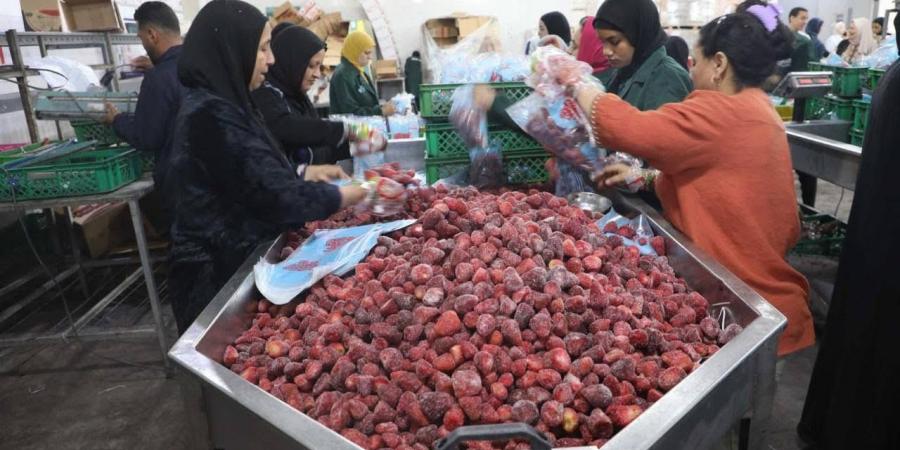 محافظ
      المنيا:
      محطة
      تعبئة
      فاكهة
      «البيهو»
      تنتج
      40
      طنًا
      من
      الفراولة
      والعنب