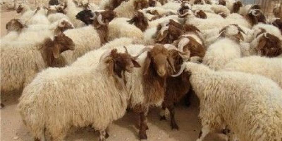 60 دولارًا.. الأردن تفرض رسوماً على الأغنام السورية المصدّرة إلى السعودية
