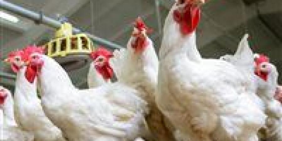 أسعار
      الفراخ
      اليوم
      السبت..
      اعرف
      الكيلو
      بكام
      فى
      محافظتك