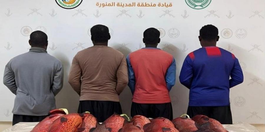 حرس الحدود في ينبع يضبط 4 مقيمين لمخالفة أنظمة الصيد البحري دون تصريح