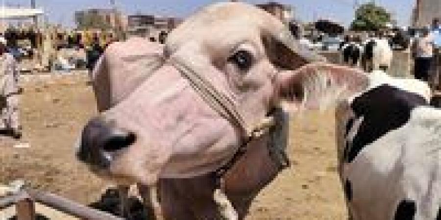 ما
      العيوب
      التي
      تمنع
      صحة
      الأضحية؟..
      أمين
      الفتوى
      يجيب