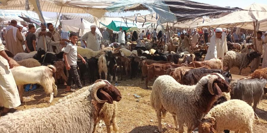 خطوات
      حجز
      الأضاحي
      استعدادًا
      لعيد
      الأضحى
      2026