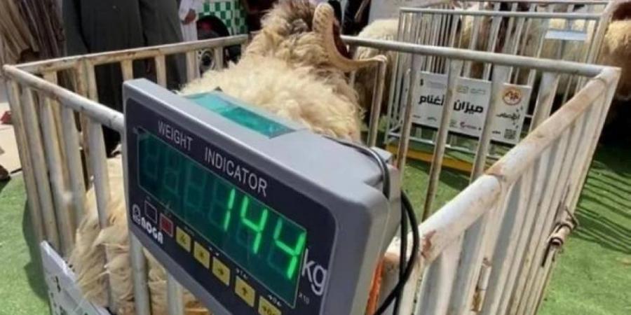 البيع العشوائي يقاوم الميزان في أسعار الأضاحي