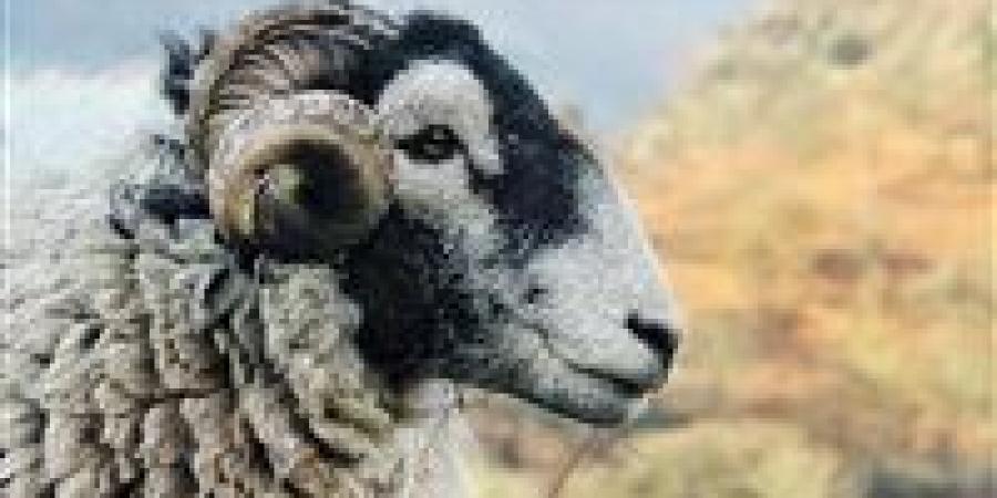 الحبس
      والغرامة
      ومصادرة
      الأضحية
      عقوبات
      الذبح
      خارج
      المجازر