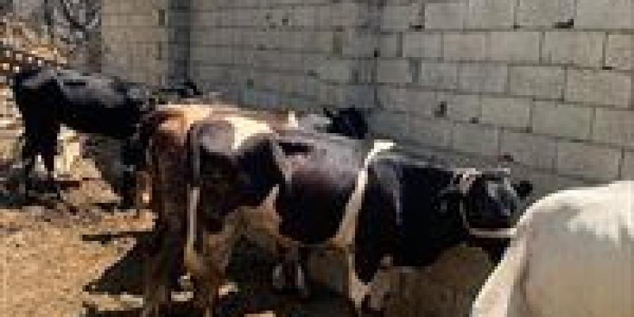 لماذا
      يجب
      ترك
      الذبيحة
      معلقة
      في
      الهواء
      بعد
      السلخ؟..
      رئيس
      قطاع
      التجارة
      الداخلية
      السابق
      يُجيب