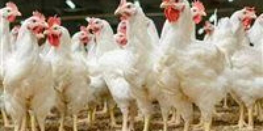 عاجل..
      تراجع
      كبير
      في
      أسعار
      الدواجن
      بعد
      إجازة
      عيد
      الأضحى