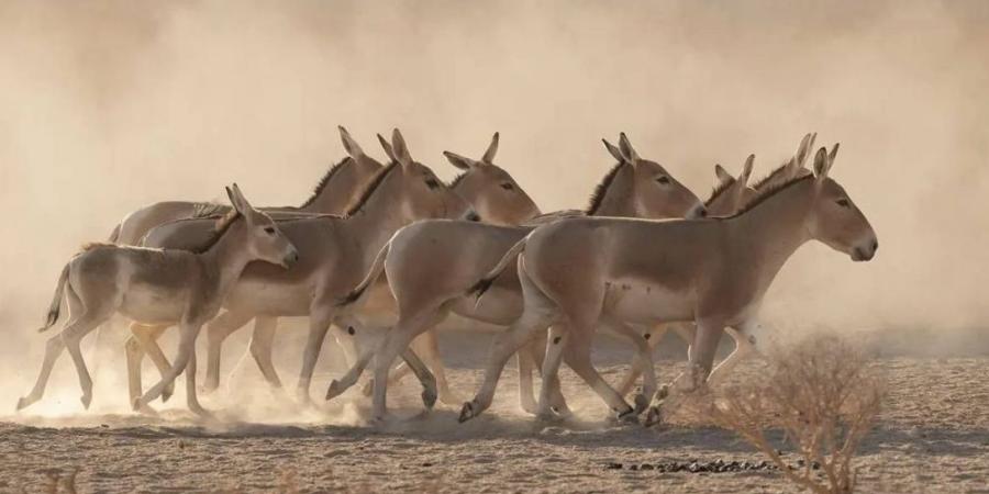 السعودية تسجل أول ولادة لمهر الحمار البري الآسيوي على أراضيها منذ أكثر من قرن