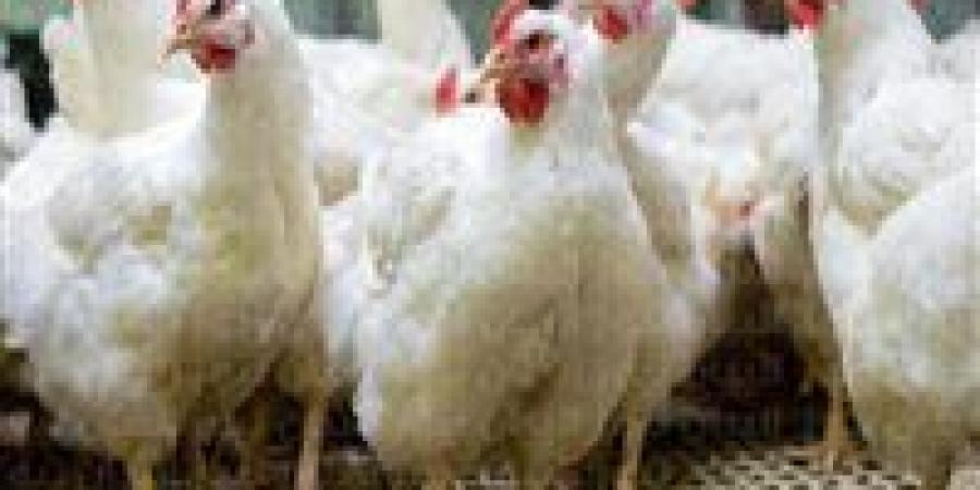 بورصة
      الدواجن..
      استقرار
      أسعار
      الفراخ
      والكتاكيت
      اليوم
      الخميس