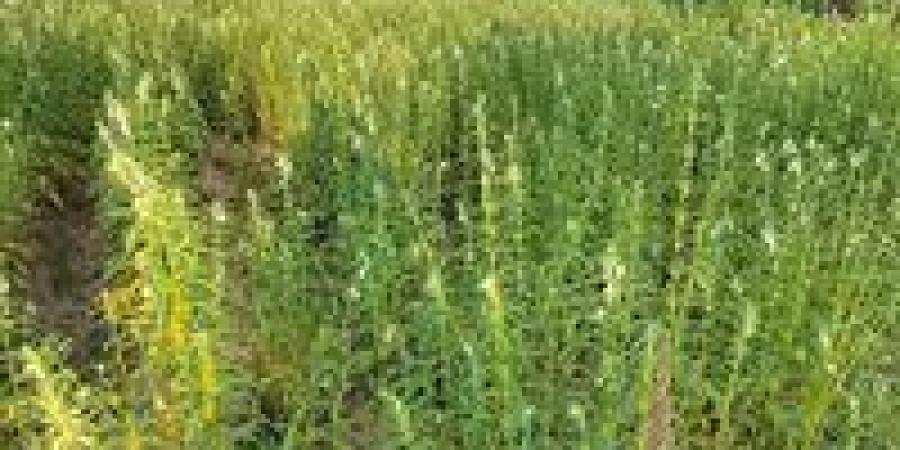 الذهب
      الأصفر
      ..
      الشرقية
      تواصل
      التوسع
      في
      محصول
      السمسم
      بـ
      15
      ألف
      فدان