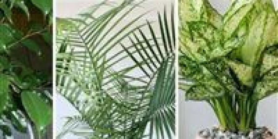 “ثورة
      خضراء
      داخل
      المنزل"..
      كيف
      تهزم
      النباتات
      التوتر؟