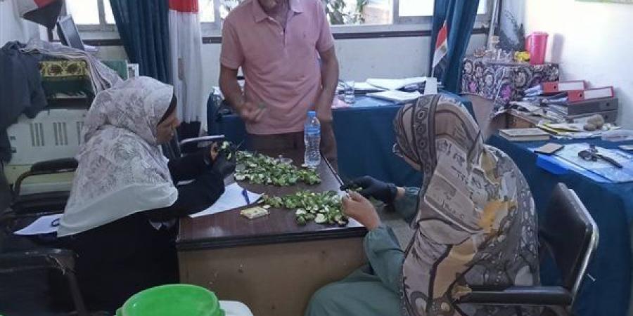 بدء أعمال الفحص للوز القطن الأخضر بالفيوم