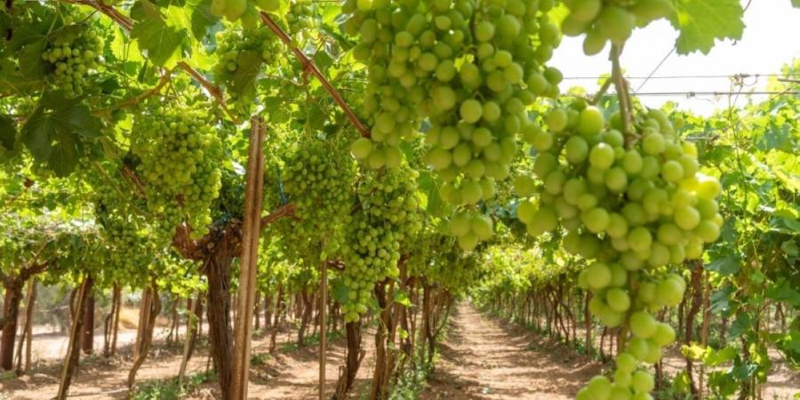 الجوف ترسخ مكانتها في زراعة العنب بإنتاج يتجاوز 140 ألف طن سنويا