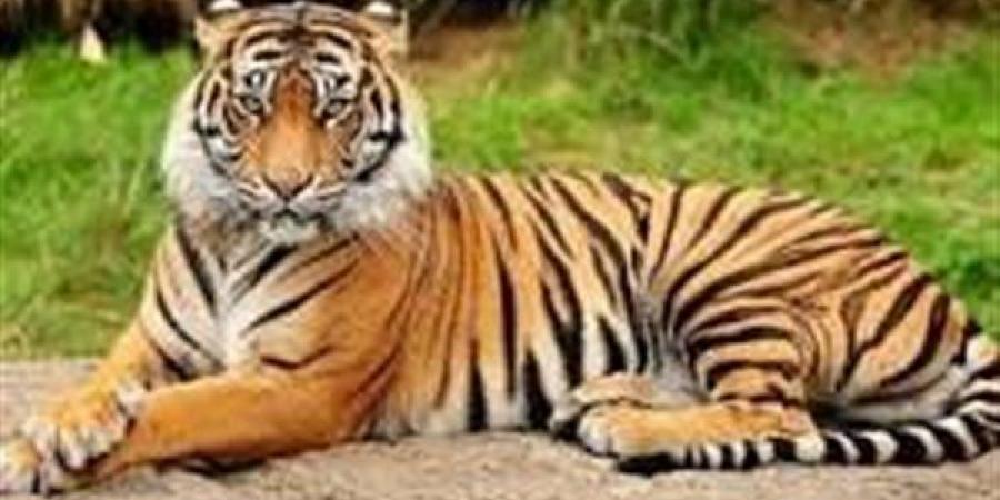 تفسير رؤية النمر في المنام وعلاقته بتحقيق النجاح بالعمل