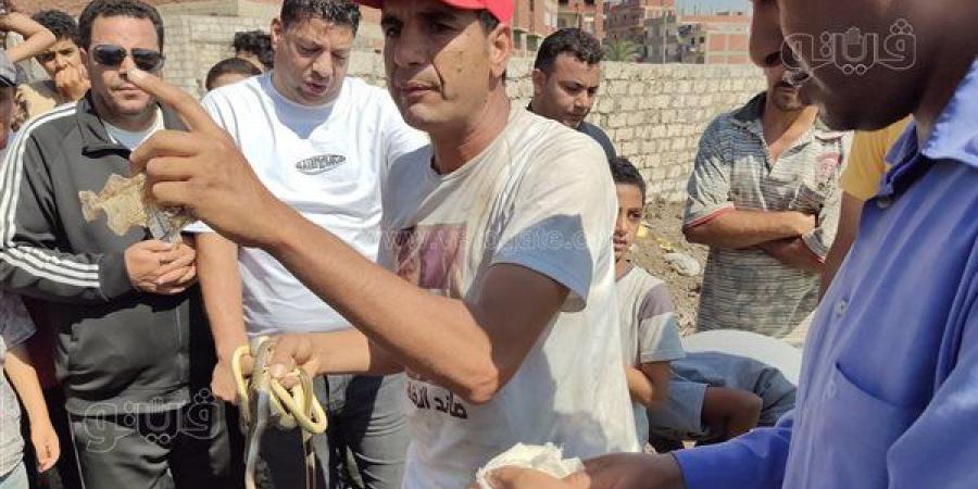من الشارع إلى حمام السباحة، لدغات الثعابين ترفع عدد الضحايا بالشرقية إلى 3 وفيات و73 مصابا (صور)