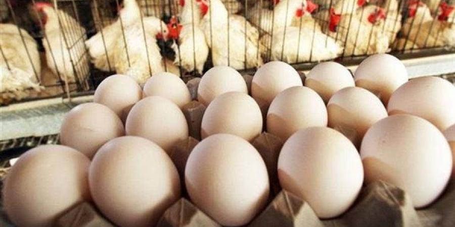 تبدأ
      من
      75
      جنيهًا،
      سعر
      كرتونة
      البيض
      اليوم
      السبت
      في
      بورصة
      الدواجن