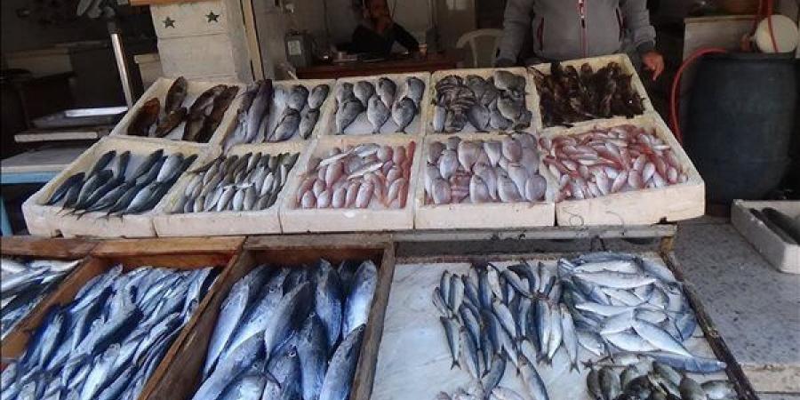 أسعار
      السمك
      اليوم،
      ارتفاع
      جديد
      في
      البلطي
      وقشر
      البياض
      والبوري
      الوسط
      يسجل
      130
      جنيها