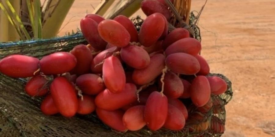 العاصف يودع فرسان بعد 123 يوما من الحصاد