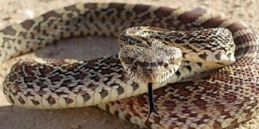 إصابة
      سيدة
      وشاب
      بلدغة
      ثعبان
      في
      حادثين
      منفصلين
      بالسنطة..
      والرعاية
      الطبية
      تنقذ
      حياتهما