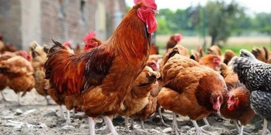 ارتفاع
      البيضاء
      وانخفاض
      البلدي،
      سعر
      الفراخ
      اليوم
      الأربعاء
      22
      يوليو
      2026